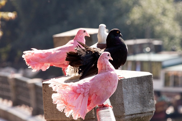 双双梅开二 双双梅开二