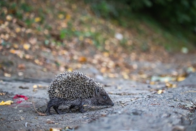 不仅影响士 不仅影响士
